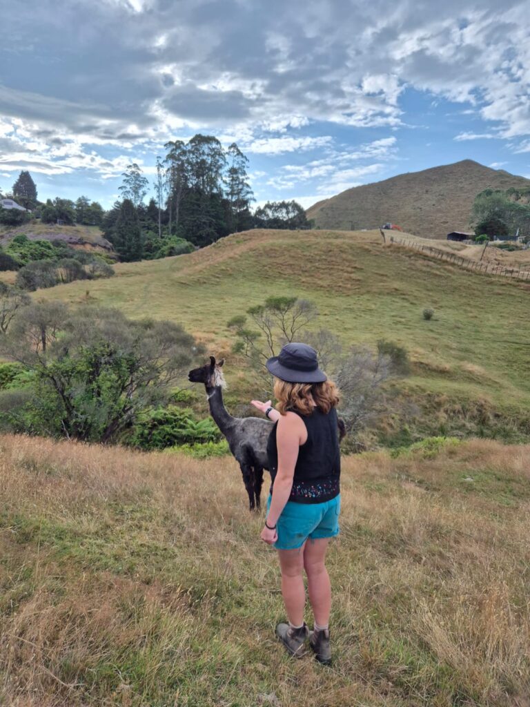 Woman with her back to the camera holding out her hand feeding a llama in a green field