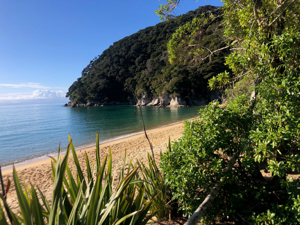 abel tasman. Photo taken from behind some beach brush, white sand beach and blue waters with a forested bit of land protruding into the water in the background