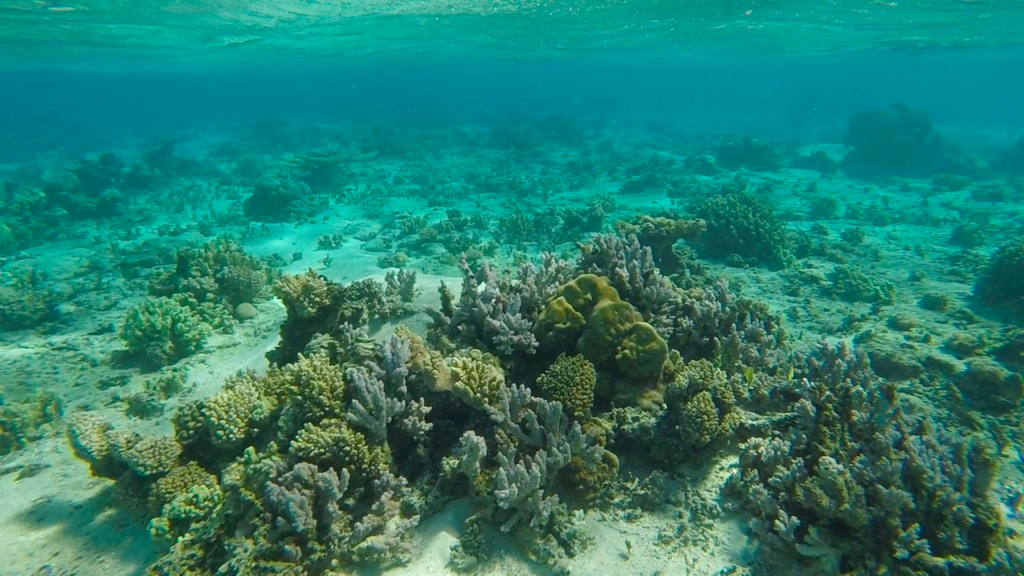 coral in tonga
