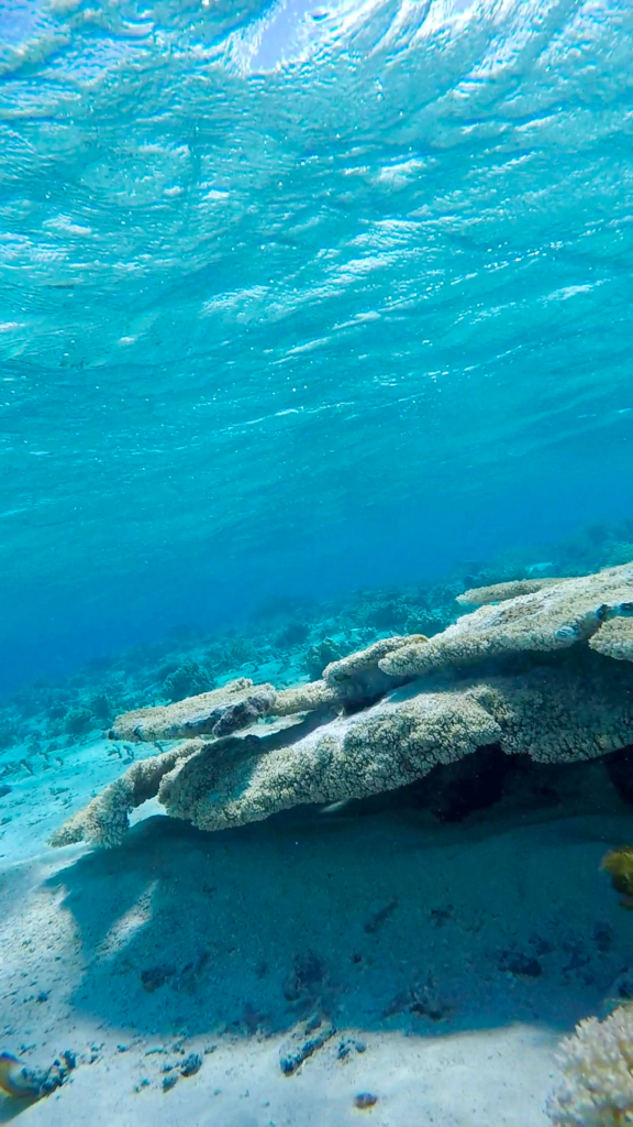 Snorkeling in Tonga. Beautiful clear blue water and a shelf of coral