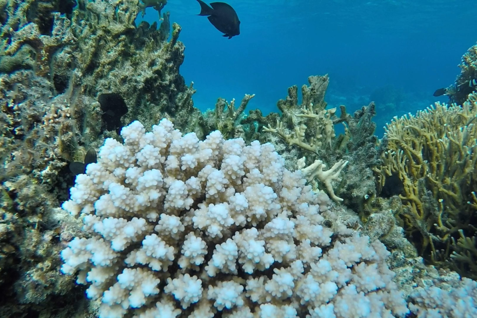 Snorkeling at a resort in Tonga. Beautiful underwater photo of coral head and fish in background