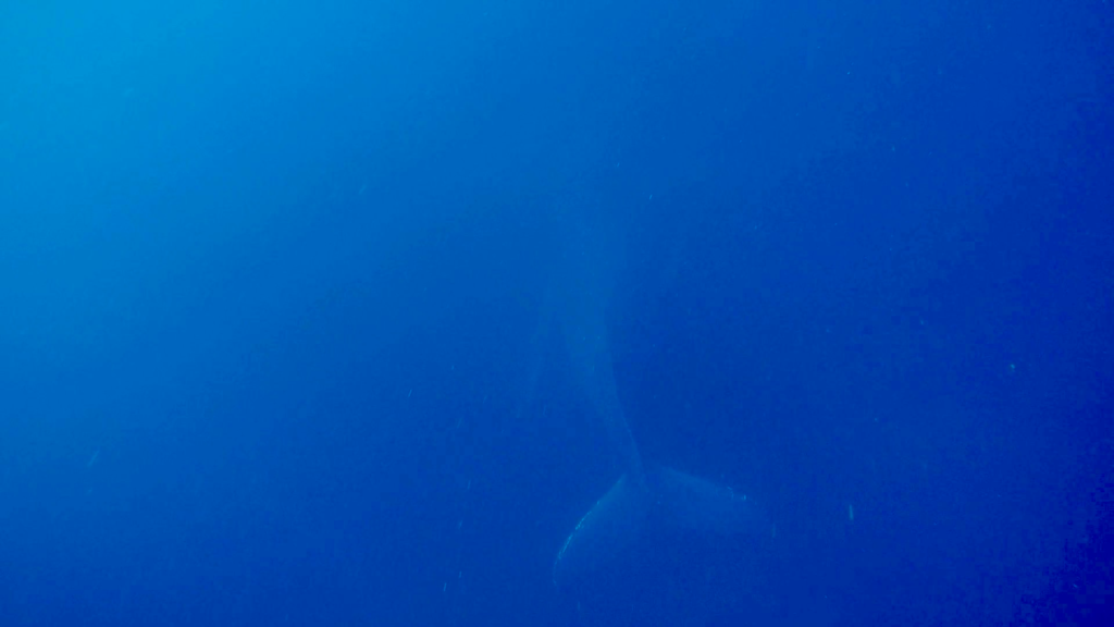 Things to know before swimming with whales in Tonga. The water is a bit murky here but you can clearly see the back and tail of a humpback whale underwater