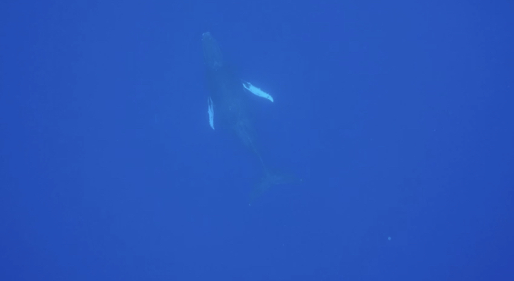 10 things to know before swimming with whales in Tonga! This underwater photo above a humpback whale swimming in striking blue water