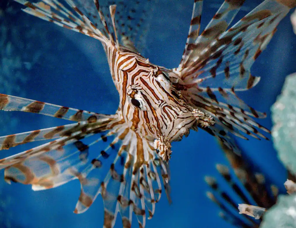lionfish fish in tonga