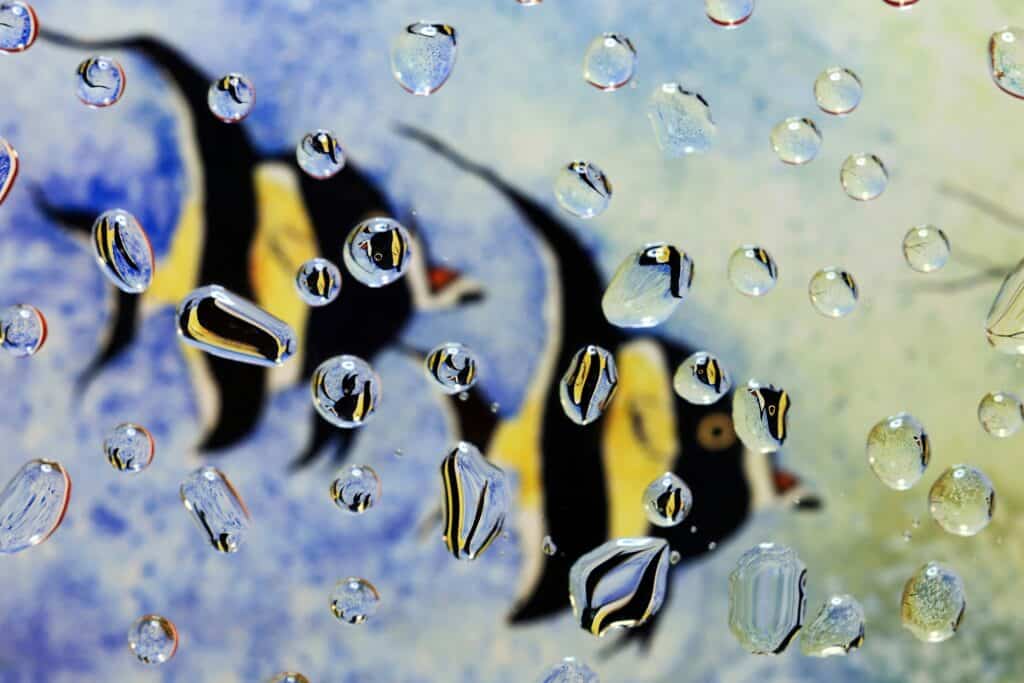 moorish idol fish in tonga