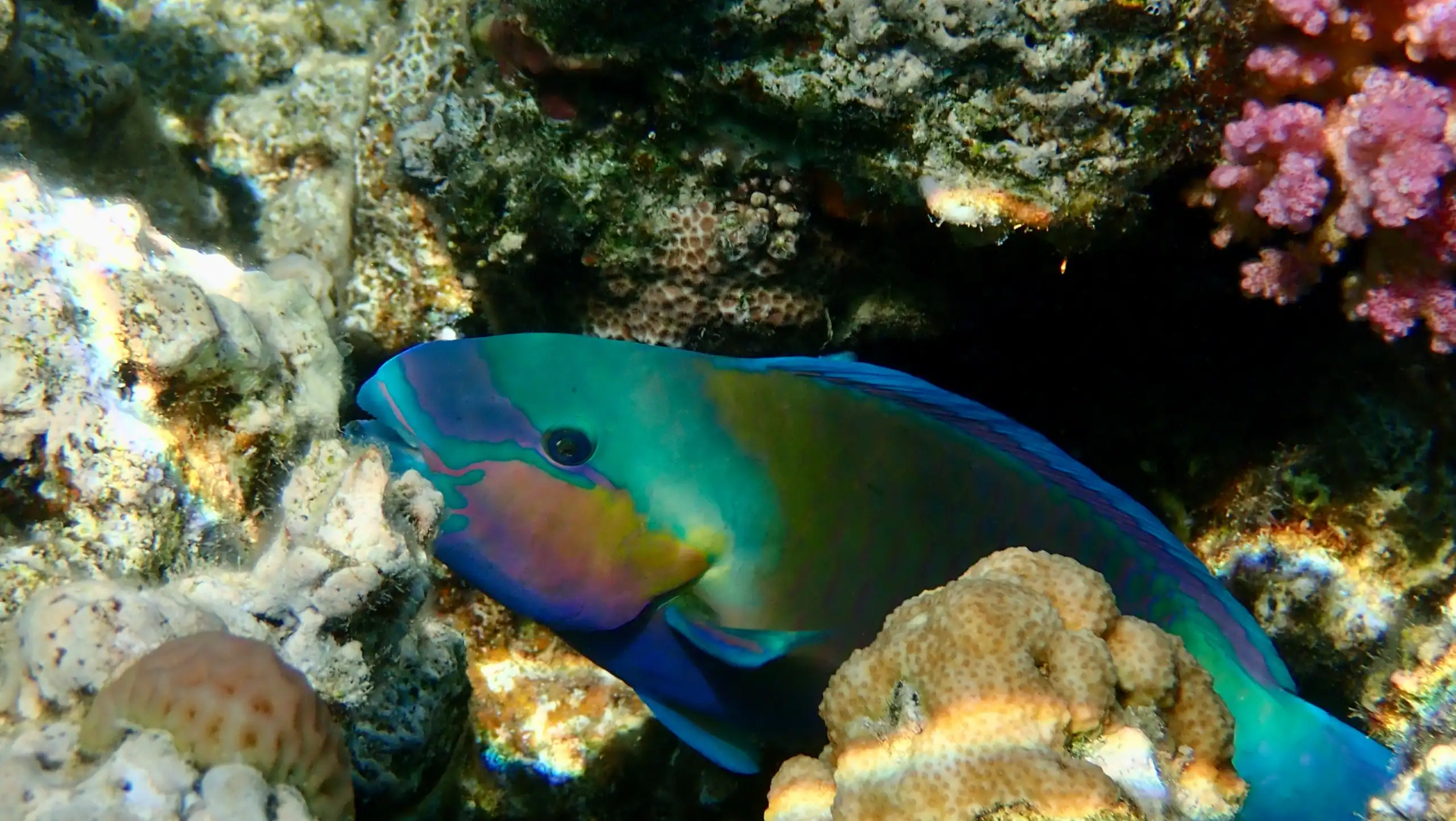 parrotfish, fish in tonga