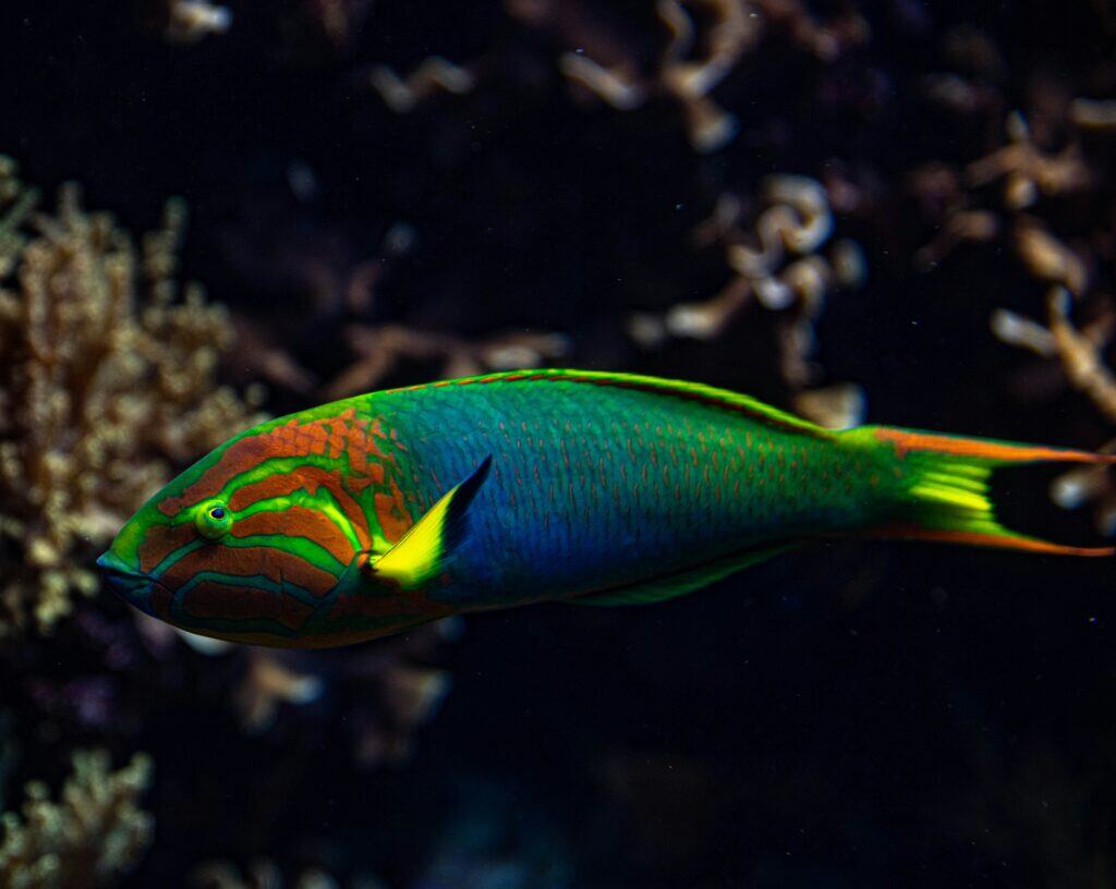 parrotfish, fish in tonga