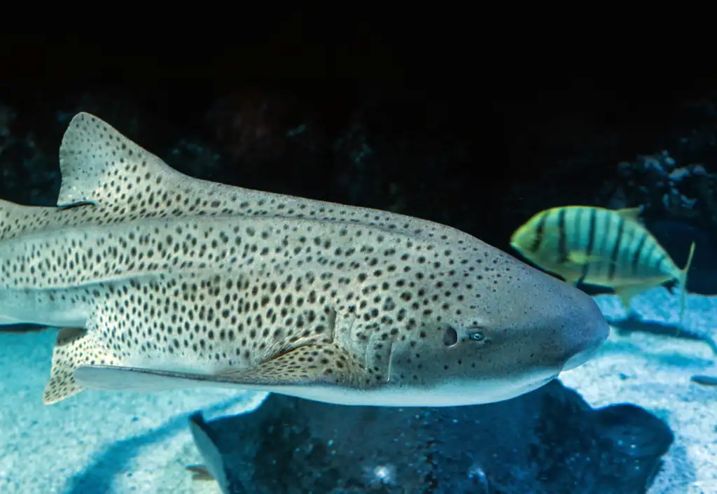 zebra shark, sharks in tonga
