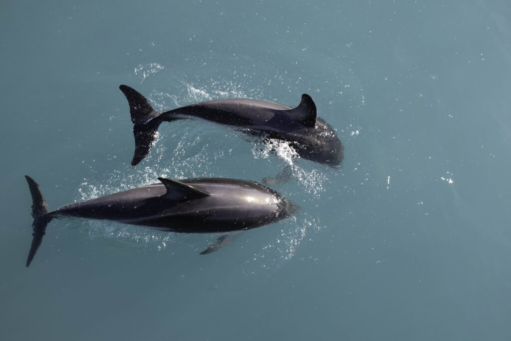 how to spend 2 days in kaikoura - watching dolphins swim in beautiful blue water