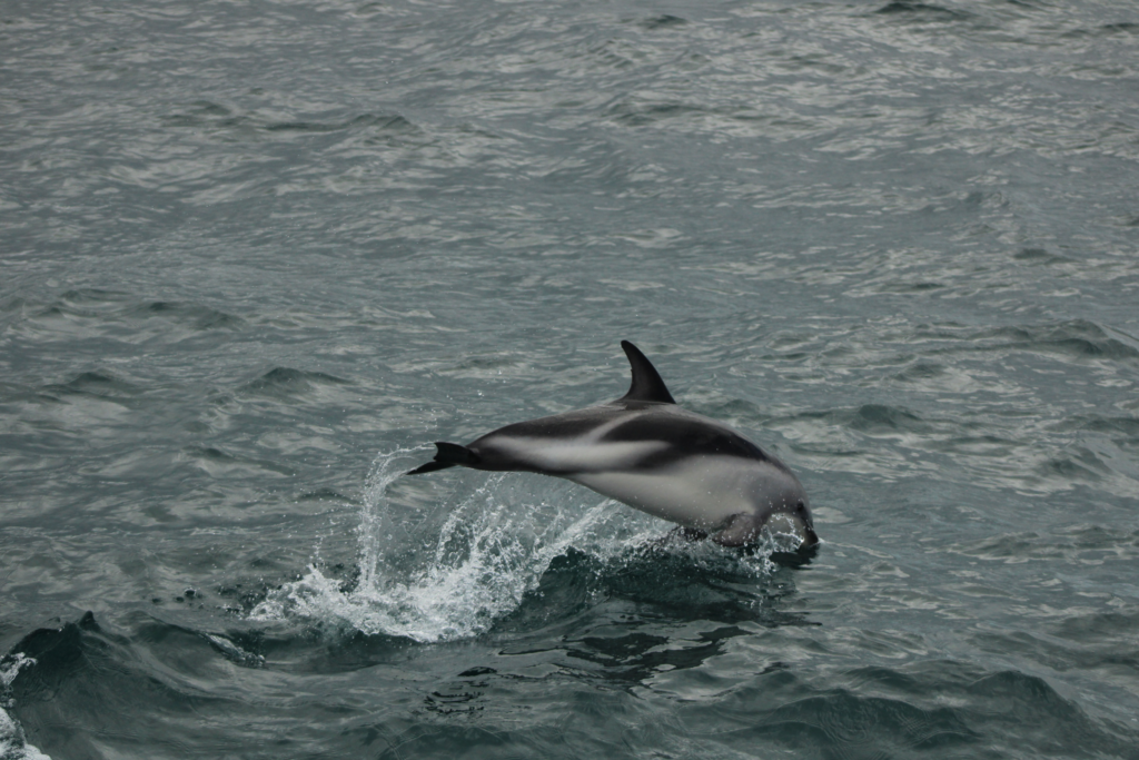 dolphin jumping out of the water in kaikoura