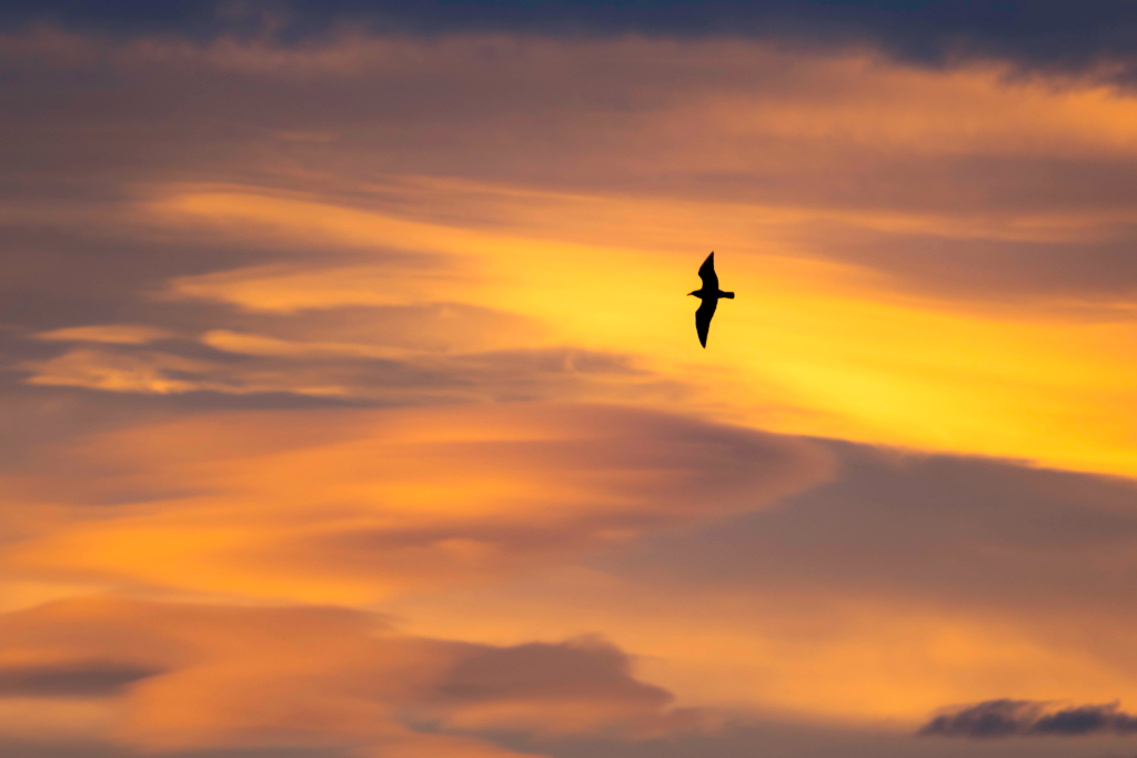 1 week south island new zealand road trip. silhouette of bird flying high in sky, backdrop is orange clouds