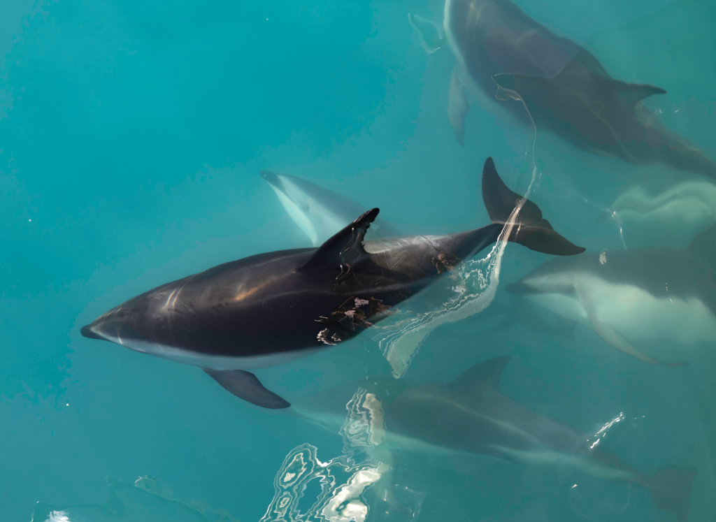 a pod of dusky dolphins as viewed from above swimming in teal blue water