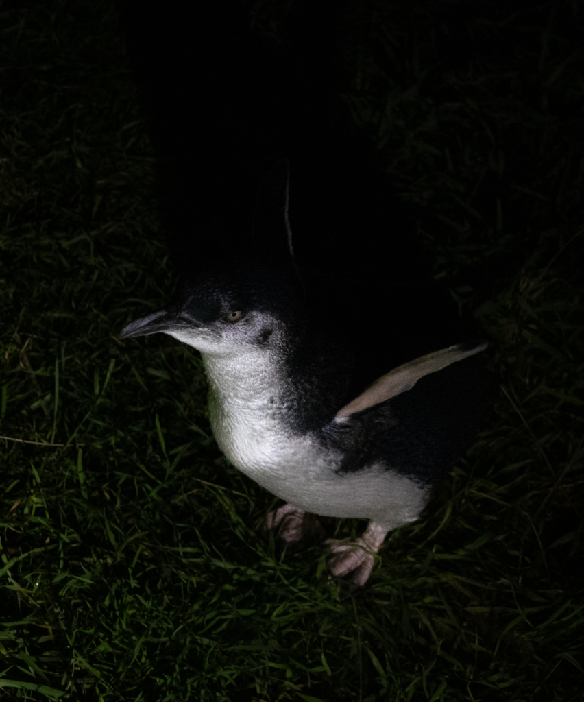 blue penguin up close in kaikoura new zealand
