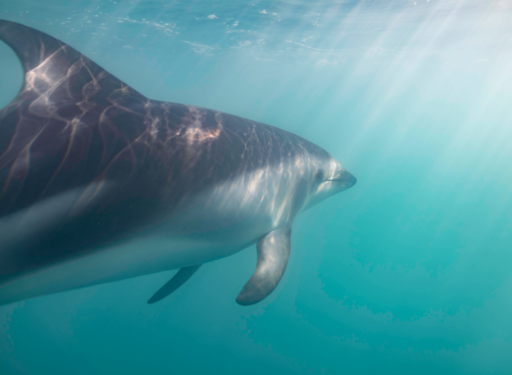 how to spend 2 days in kaikoura - swim with the dolphins. photo of a dusky dolphin underwater