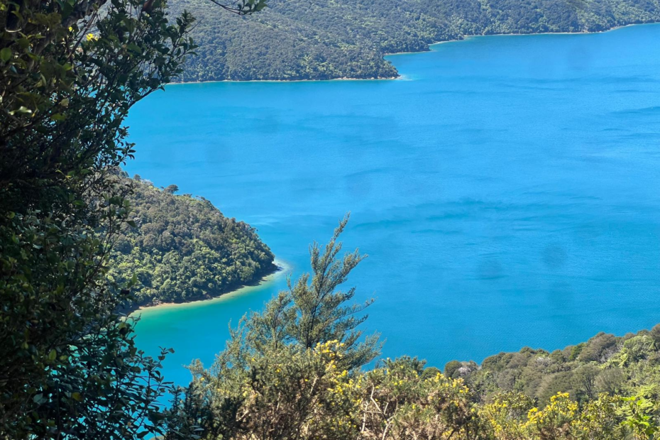 christchurch to nelson road trip, stop and hike queen charlotte. bright blue ocean in a cove