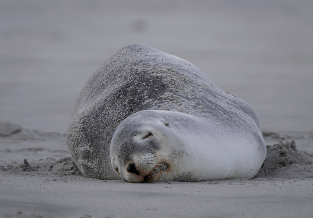 a fur seal asleep on the sandy beach in kaikoura
