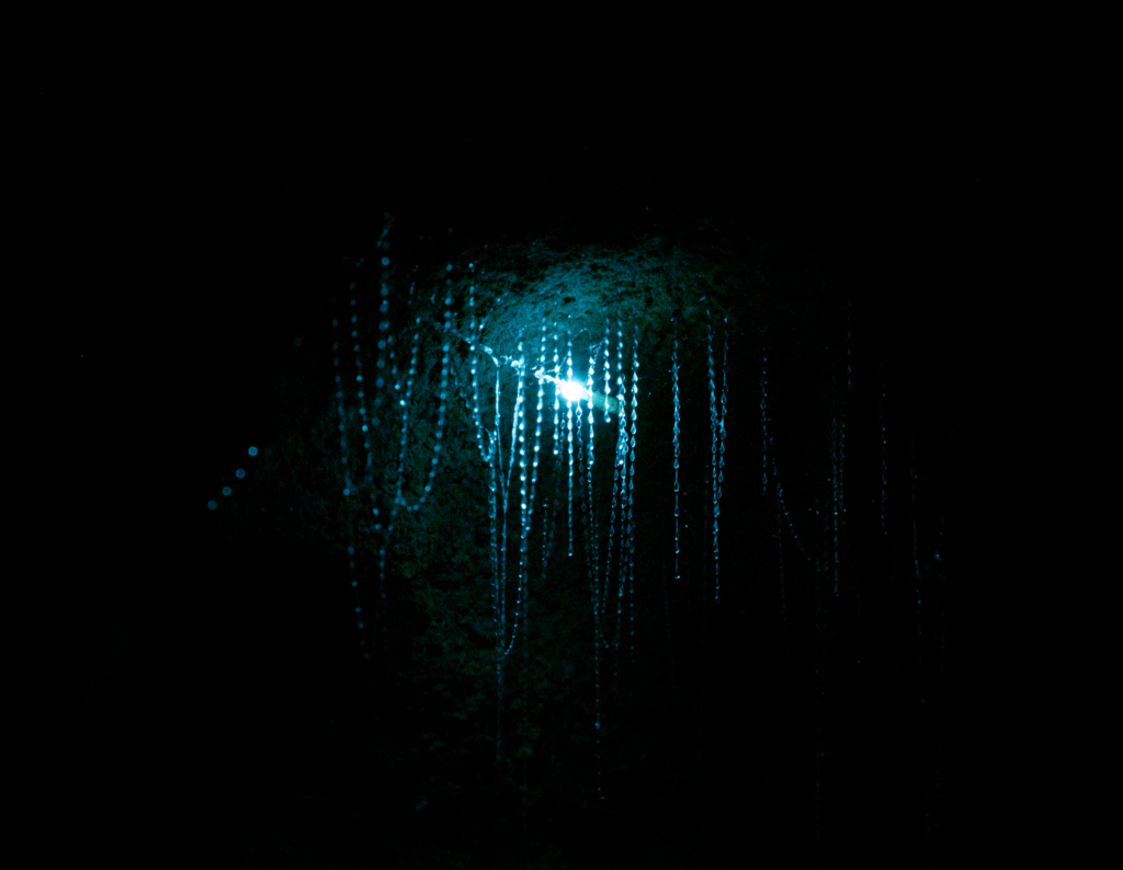 customizable 7 day north island new zealand roadtrip, stop in waitomo to see glow worms! Black cave ceiling with stringy glow worms hanging down