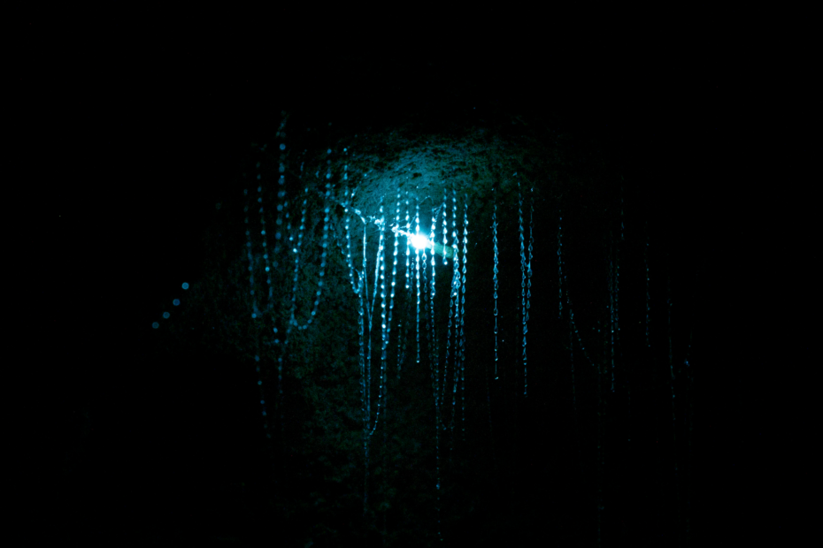 customizable 7 day north island new zealand roadtrip, stop in waitomo to see glow worms! Black cave ceiling with stringy glow worms hanging down