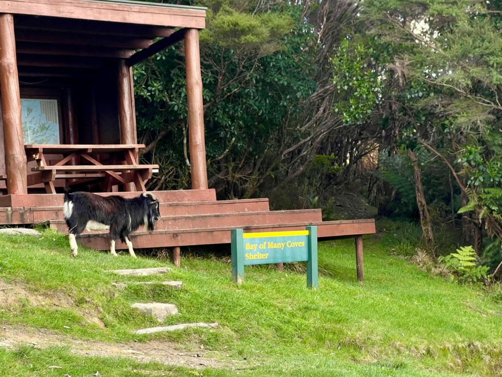 goats on the queen charlotte track! black billy boat standing on green grass by a picnic table