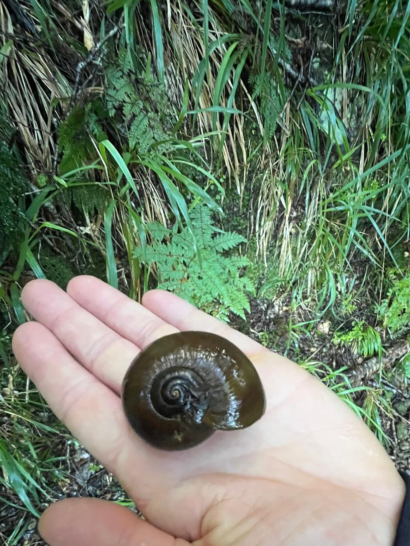 predatory snail shell on the heaphy track