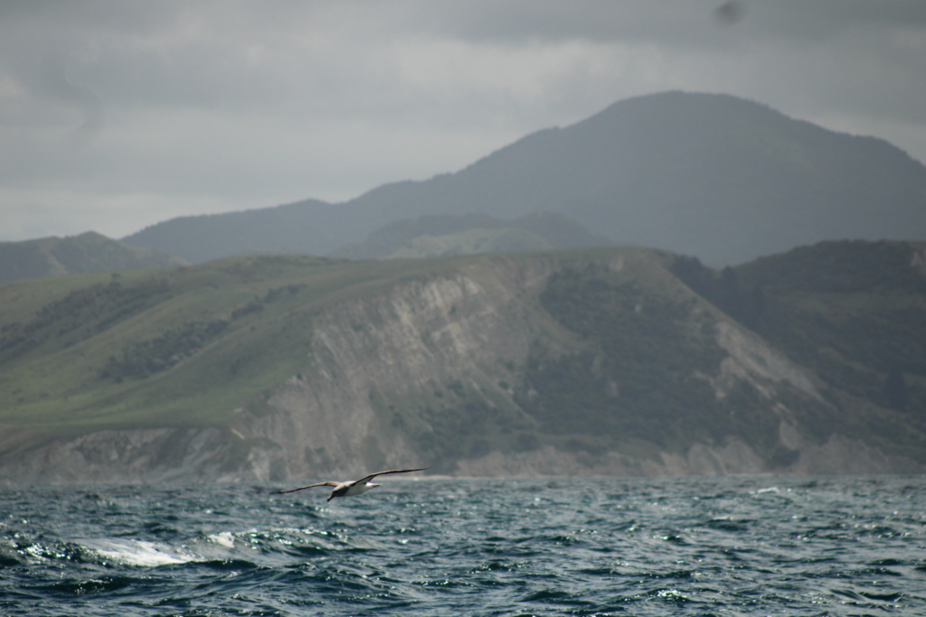 How to spend 2 days in kaikoura... watch the albatross fly over blue ocean with mountains in background
