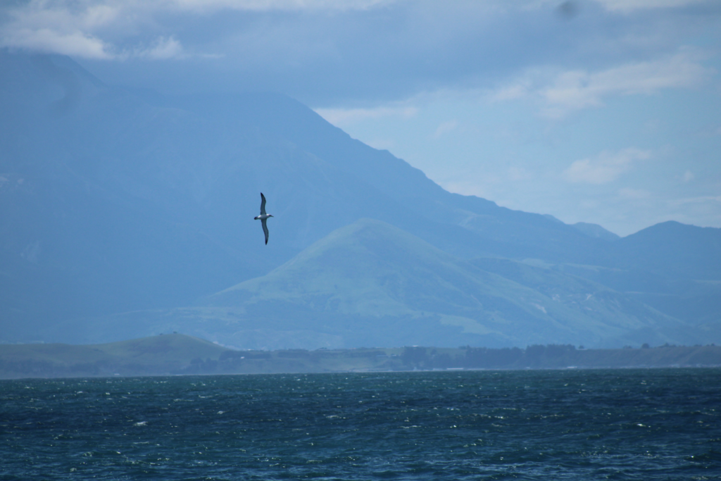 silhouette of an albatross flying high over the water in kaikoura with the mountains in the background.