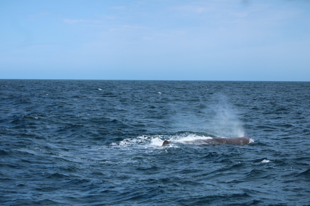sperm whale tour in kaikoura - 1 large sperm whale takes a breath at the surface of choppy blue water