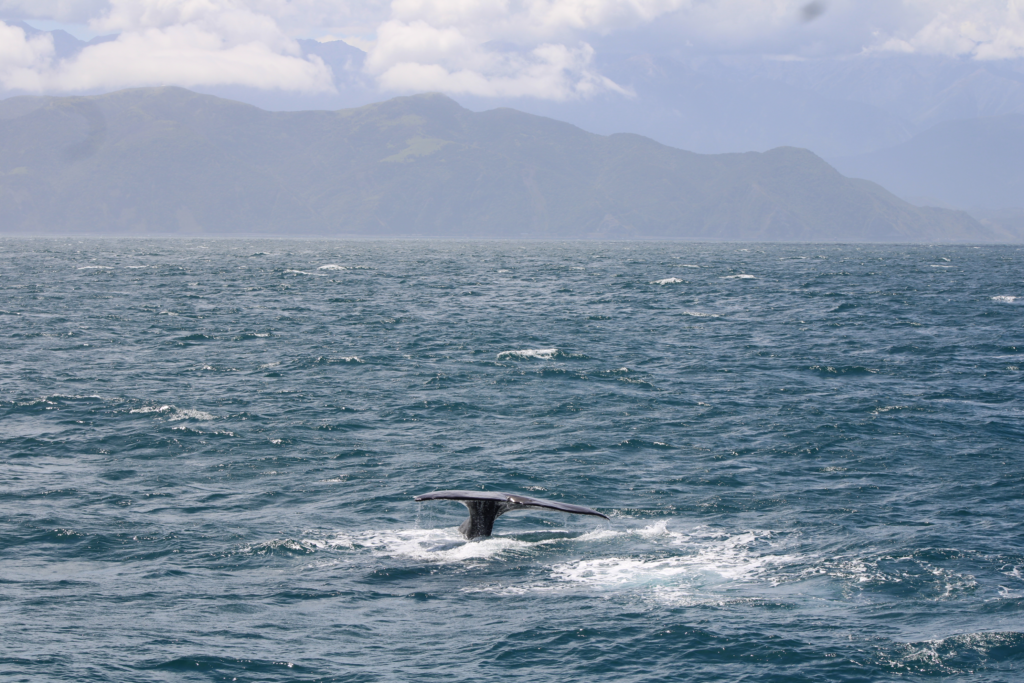 sperm whale tour in kaikoura, whale going down on a deep dive, only the fluke is visible