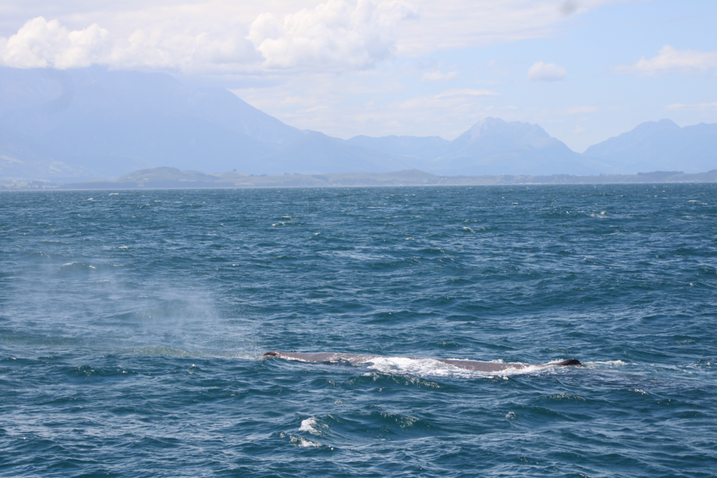 kaikoura sperm whale watch tour, a sperm whale breathing at the surface of the water