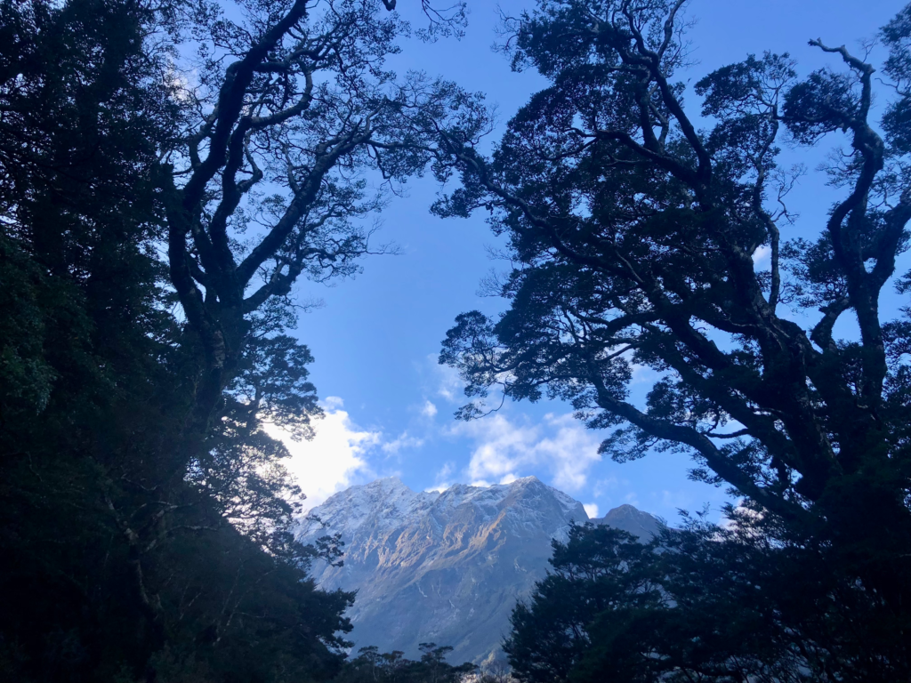 1 week south island new zealand itinerary, view of mountains in between tall silhouetted trees