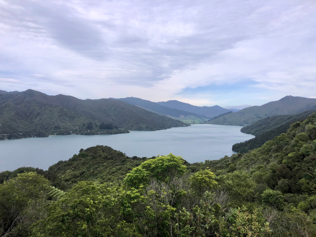 ultimate guide to hiking the queen charlotte track in 4 days. lush green forest in foreground, ocean surrounded by hill sin background