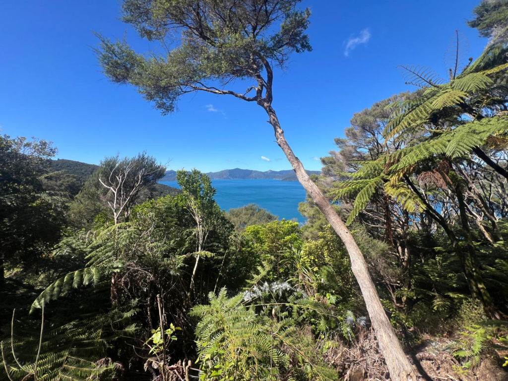 nelson vs picton. queen charlotte hike in picton has beautiful green trees and bright blue ocean