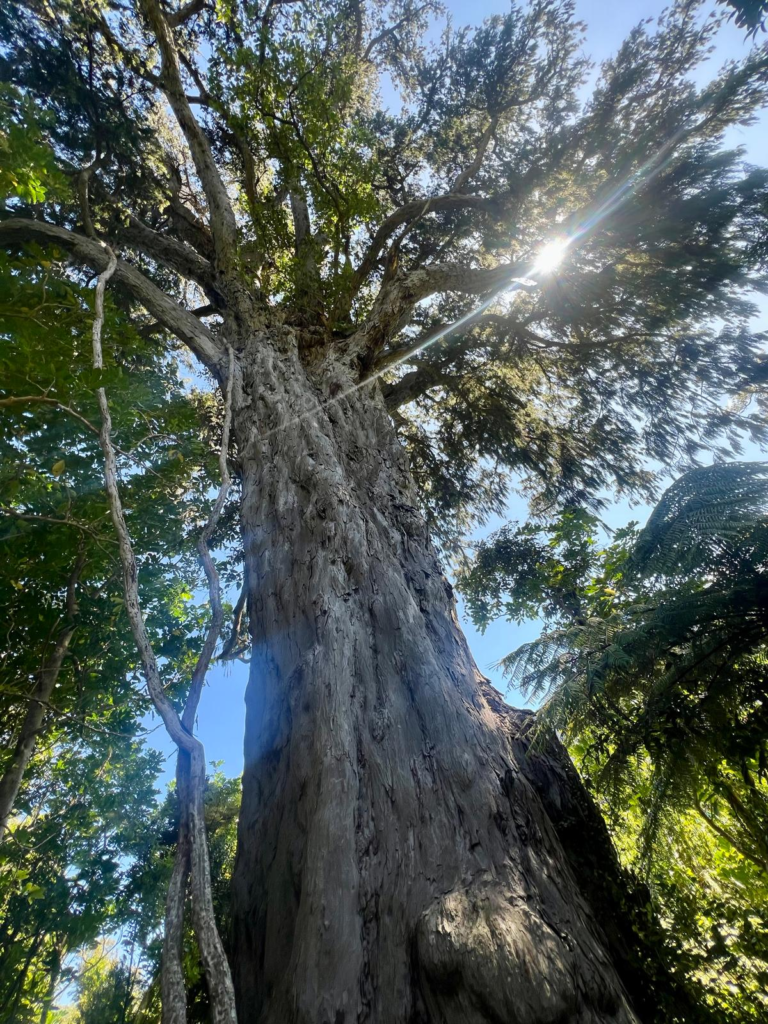 guide to hiking the queen charlotte track in 4 days, tall old rimu confier tree