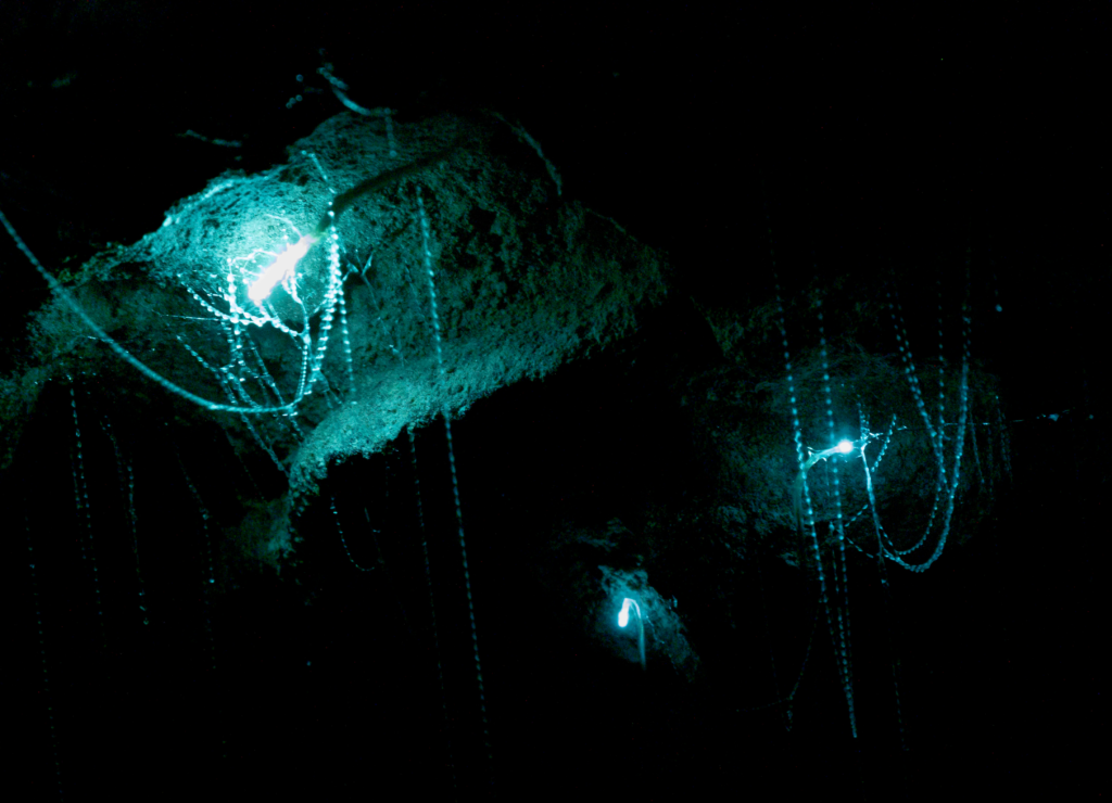 1 week south island itinerary, see the glow worms hanging from a dark cave
