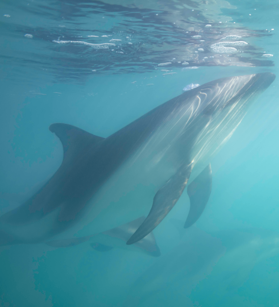 a dusky dolphin underwater in New Zealand, it's nose is reaching up to break the surface of the water