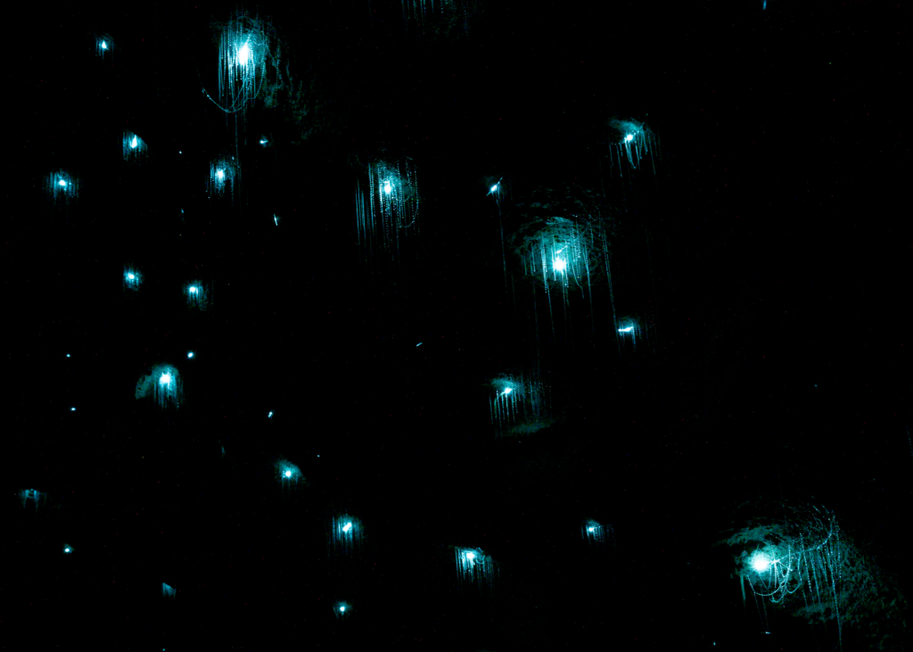 7 day north island new zealand roadtrip isn't complete without the waitomo glow worms! black cave with blue glowing specs... aka glow worms hanging from the ceiling!