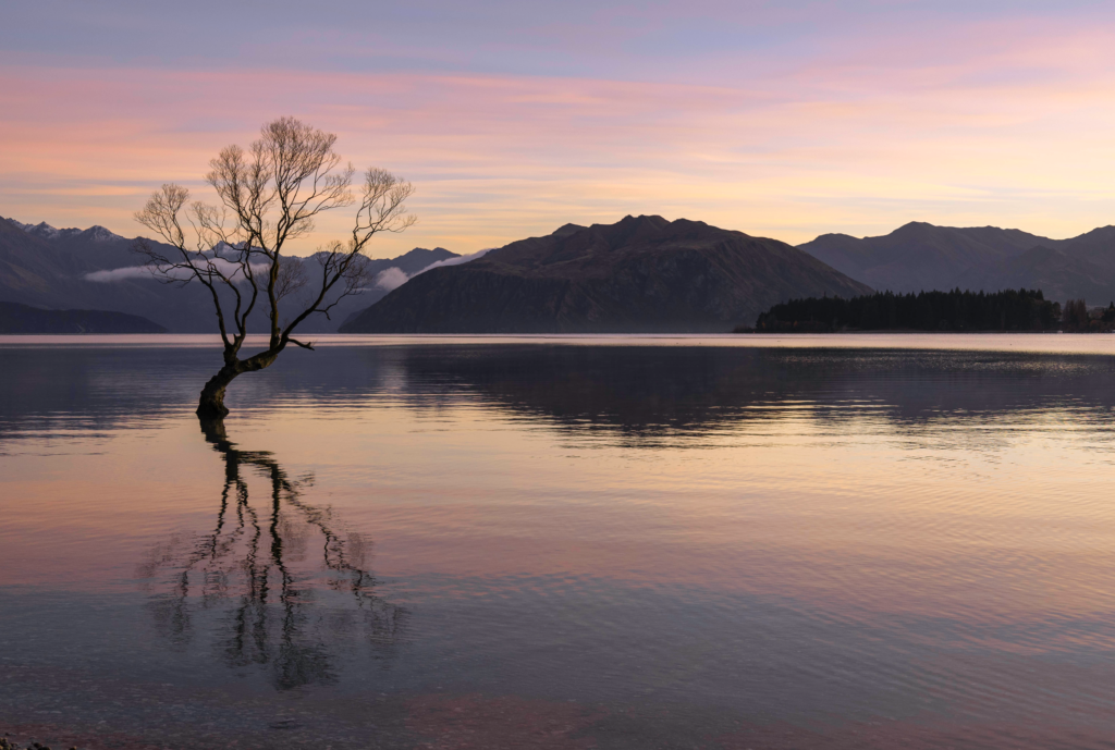 1 week south island new zealand road trip, the famous wanaka lake tree with no leaves at sunrise. tree reflected on lake