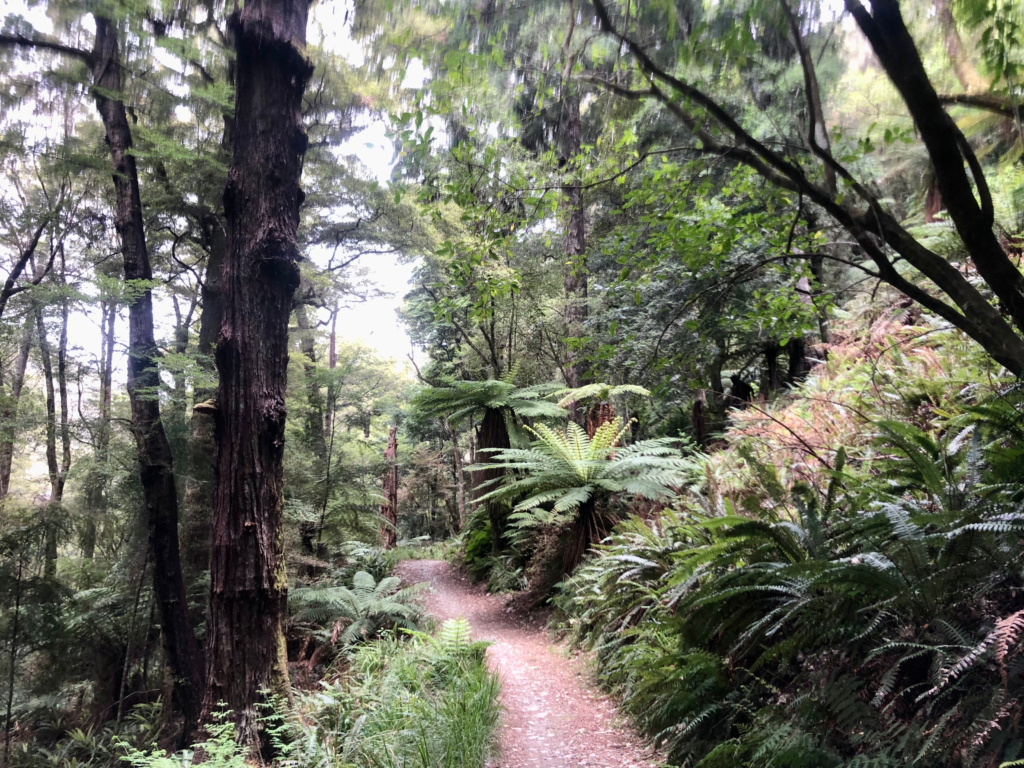 5 best day hikes in nelson new zealand. beech forest path to maitai caves