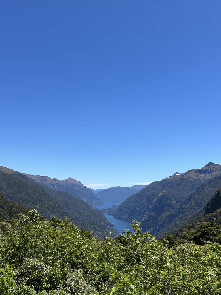 doubtful sound view from the road - trees in foreground, fijord in background. blue skies