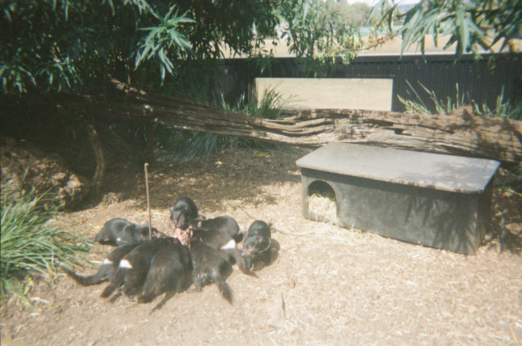 9 Tasmanian devils in tasmania feeding on a carcass