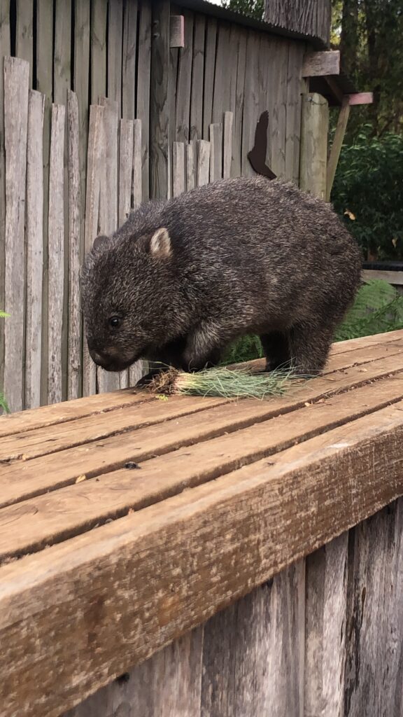 baby wombat eating on a wooden ledge at Trowunna wildlife sanctuary