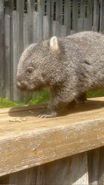 A BABY WOMBAT WALKING ON A WOODEN PLANT