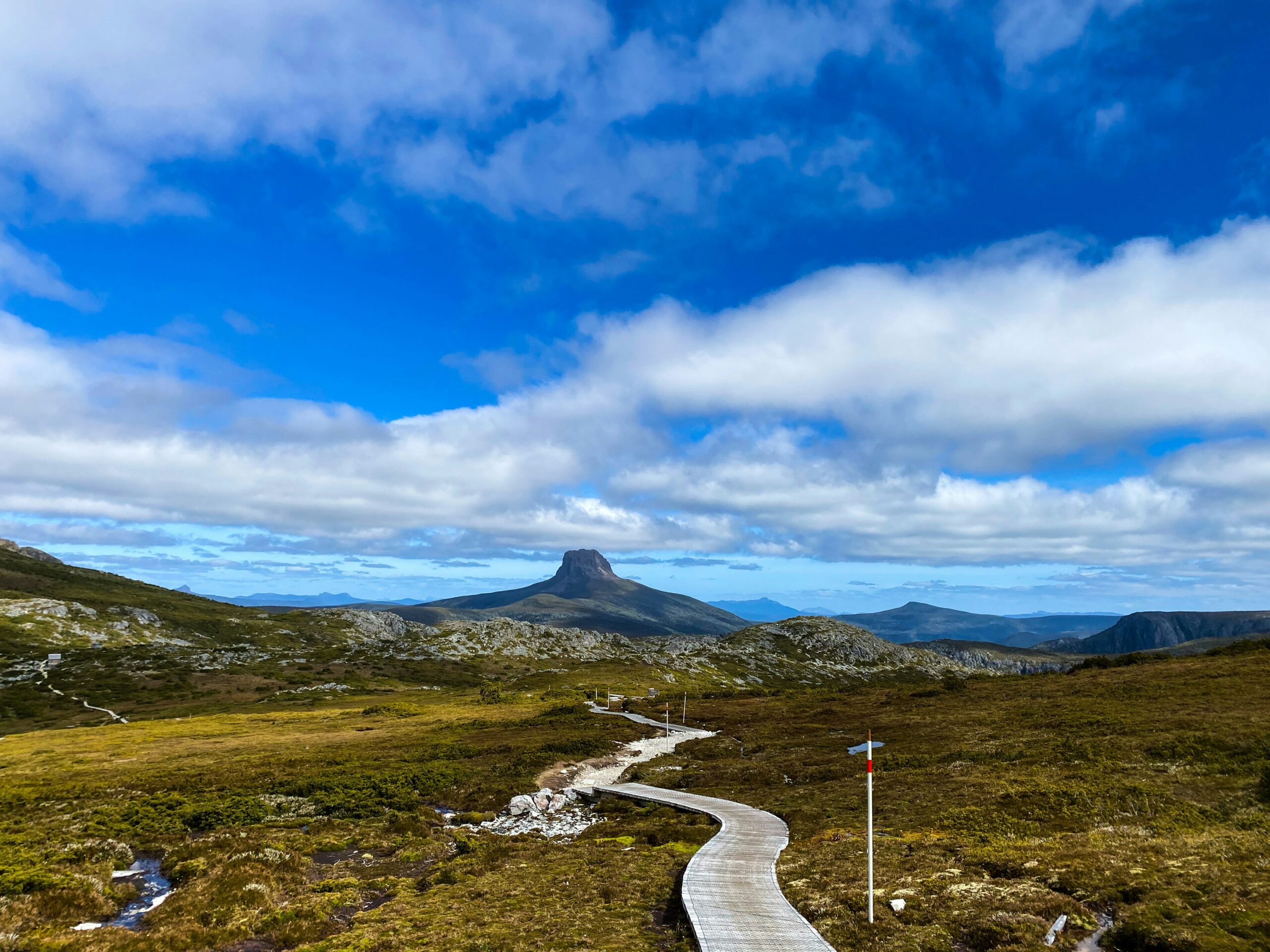 cradle mountain board walk through yellow flowers to mountain