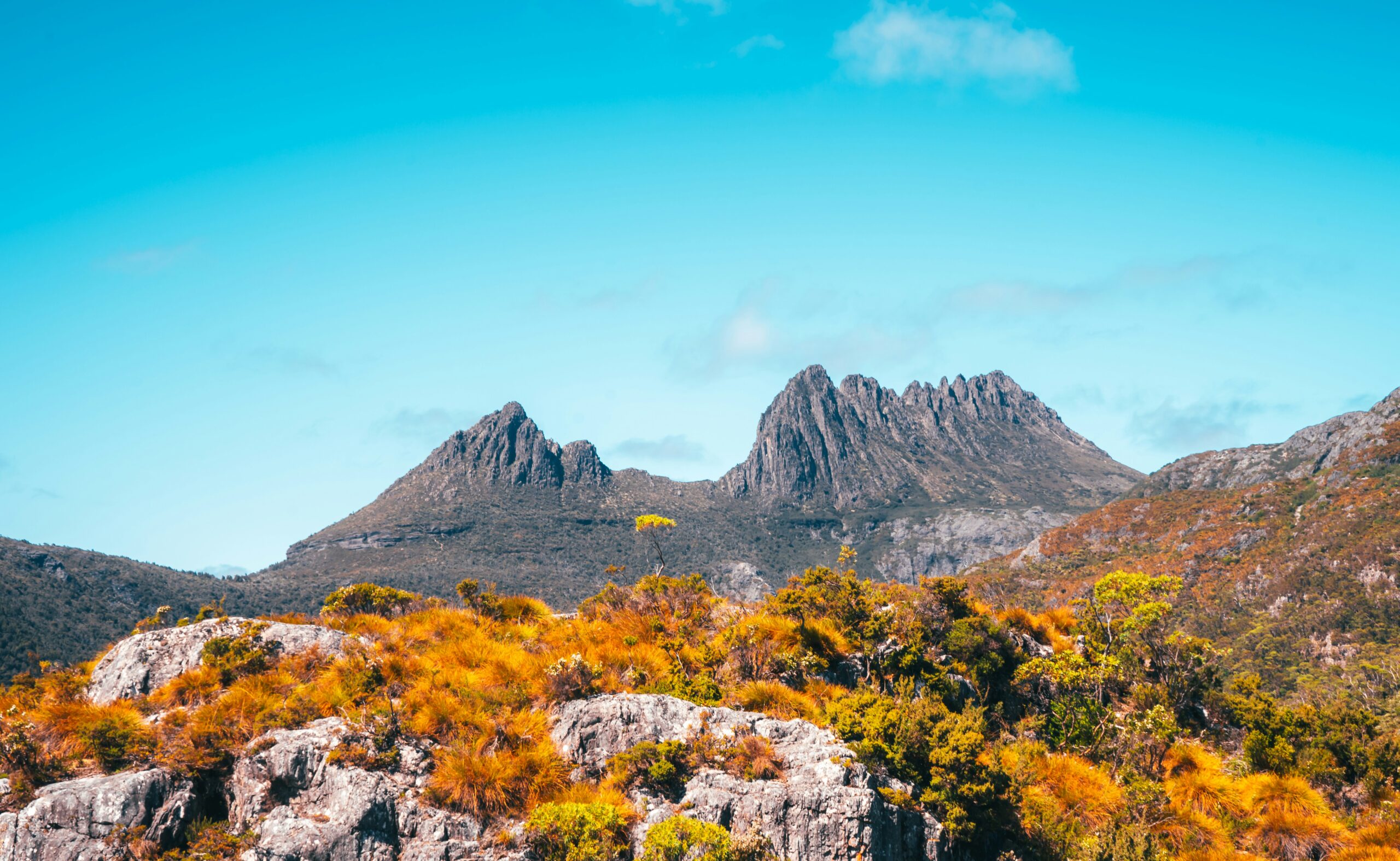 wildflowers in front of cradle mountain