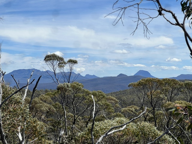 cost of traveling in tasmania, photo of blue skies and eucalyptus tress